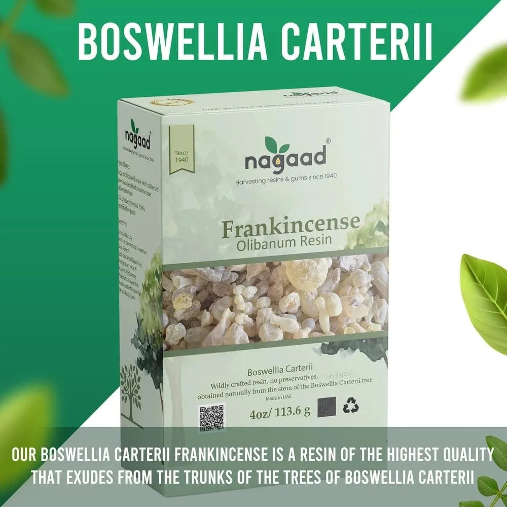 A single palm leaf in a clear glass of water on a white background.