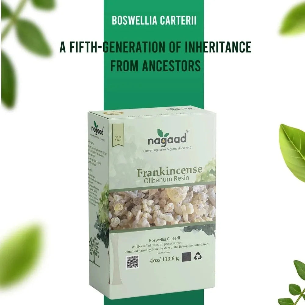 A single monstera leaf in a clear glass vase against a white background.