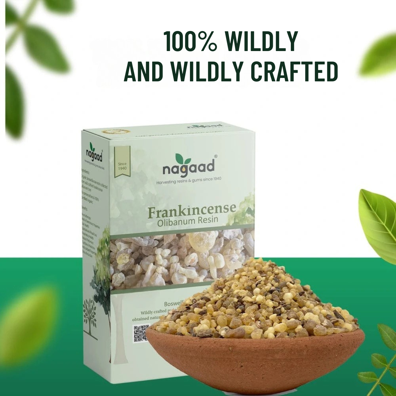 Smartphone with content on screen beside a potted plant against a white background with sunlight shadows.