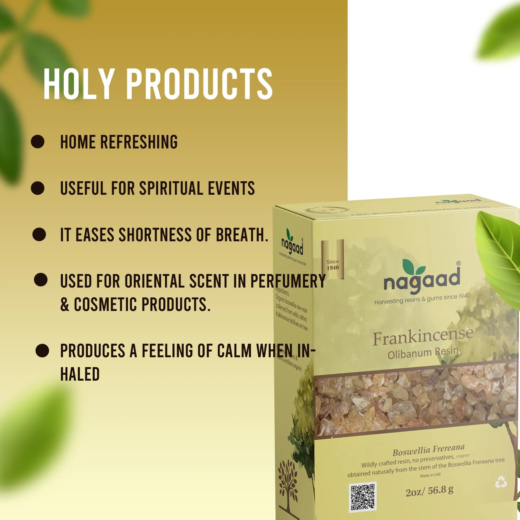 Smartphone with content on screen beside a potted plant against a white background with sunlight shadows.