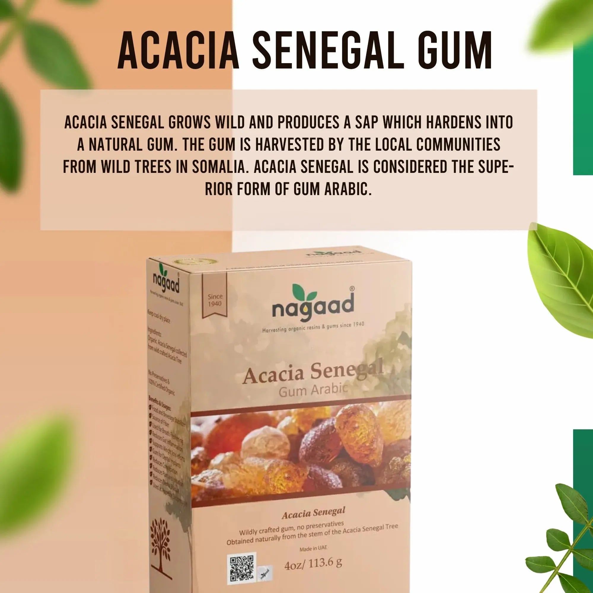 Smartphone with content on screen beside a potted plant against a white background with sunlight shadows.